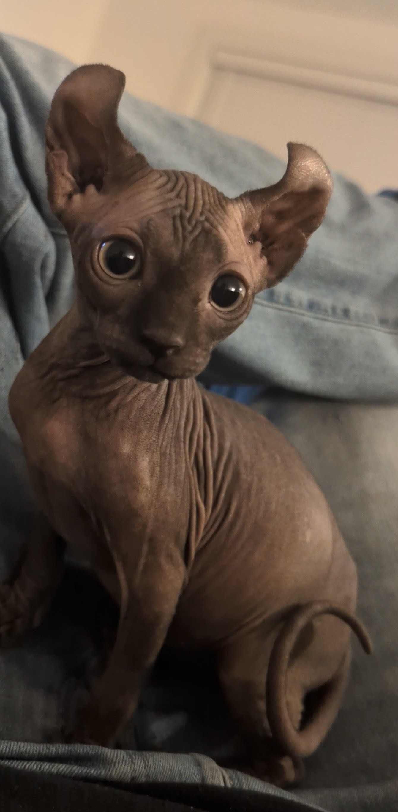 A majestic picture of Boris
